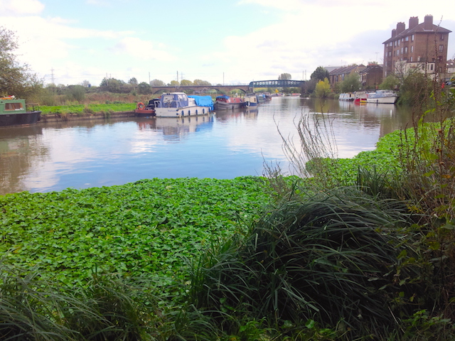 Clapton River Lea and greenery SMALL